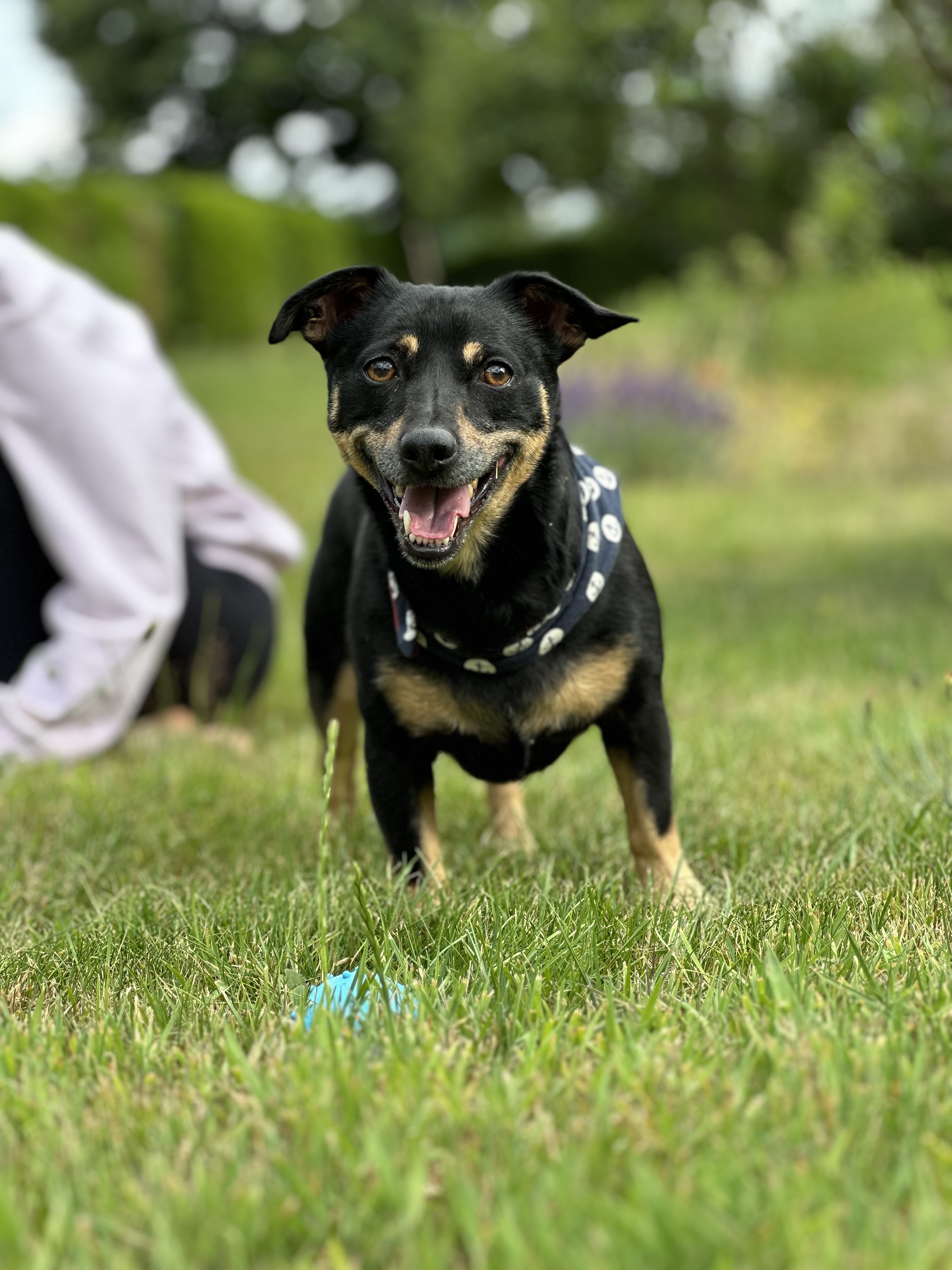 Dog on grass with ball