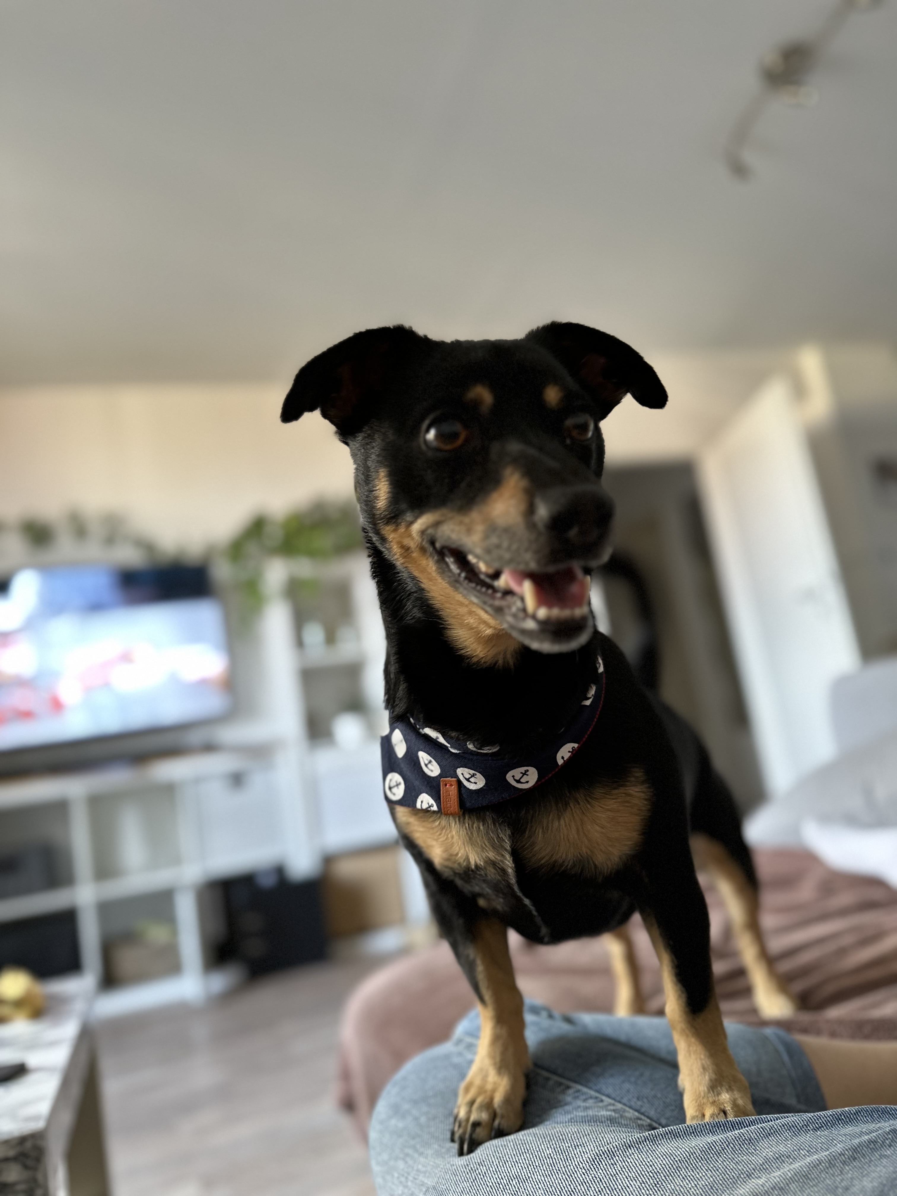 Dog standing on couch